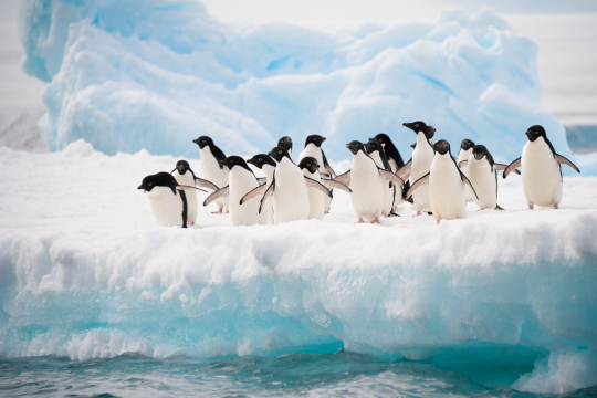 Ein duzend Pinguine sitzt auf einer Eisscholle im Meer